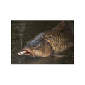 Lustiges Fish Poster
